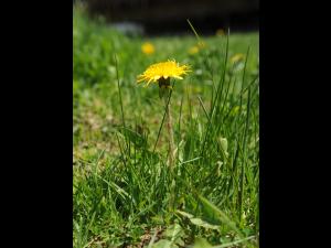 Pissenlit (Taraxacum officinale)_24