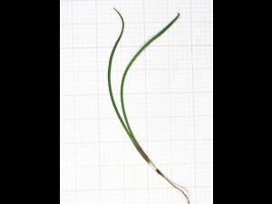 Salsifis prés (Tragopogon pratensis)_1