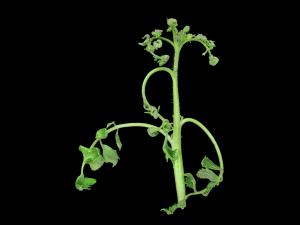 Tomate - clopyralide (4)_2