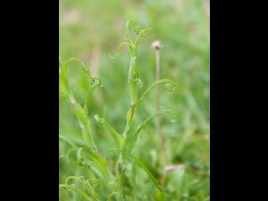 Salsifis prés (Tragopogon pratensis)_9