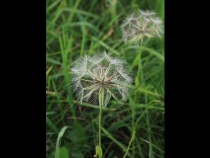 Salsifis prés (Tragopogon pratensis)_22