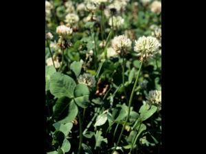 Trèfle blanc(Trifolium repens)_4