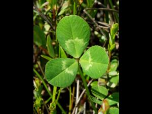Trèfle blanc(Trifolium repens)_5