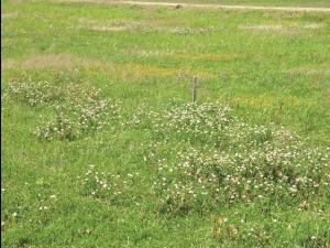 Trèfle blanc(Trifolium repens)_11