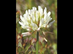 Trèfle blanc(Trifolium repens)_12