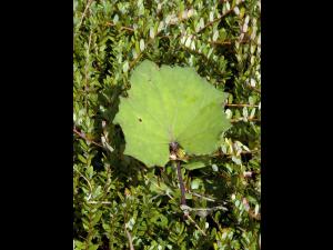 Tussilage pas-d'âne(Tussilago farfara)_8