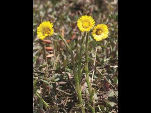 Tussilage pas-d'âne(Tussilago farfara)_9