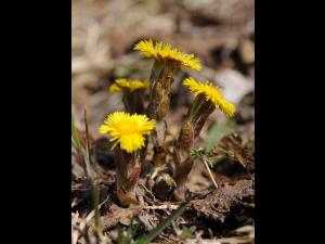Tussilage pas-d'âne(Tussilago farfara)_19