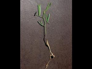 Vesce jargeau(Vicia cracca)_2