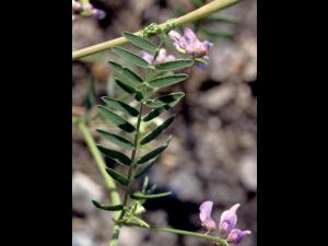 Vesce jargeau(Vicia cracca)_4