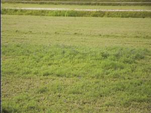 Vesce jargeau(Vicia cracca)_10