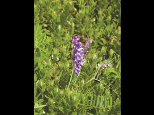 Vesce jargeau(Vicia cracca)_11