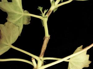 Géraniums - imidaclopride (4A)_2