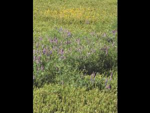 Vesce jargeau(Vicia cracca)_17