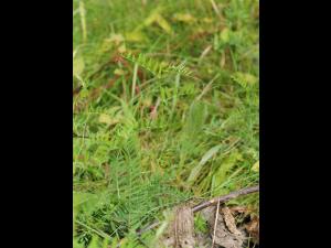 Vesce jargeau(Vicia cracca)_24