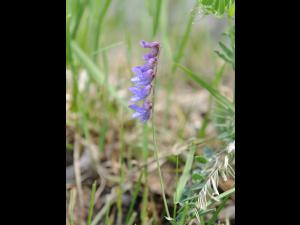 Vesce jargeau(Vicia cracca)_28