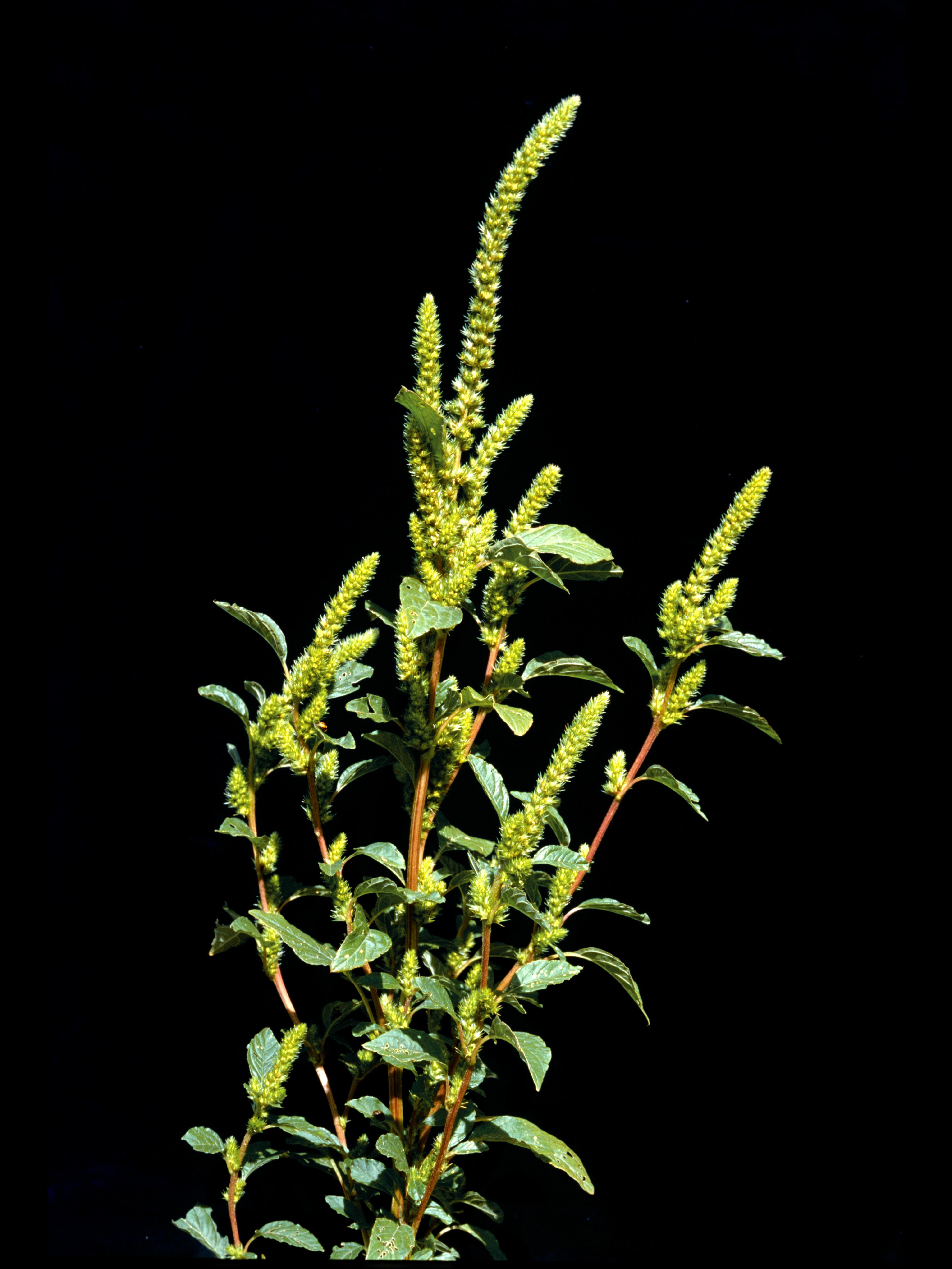 Amarante de Powell(Amaranthus powellii)_3