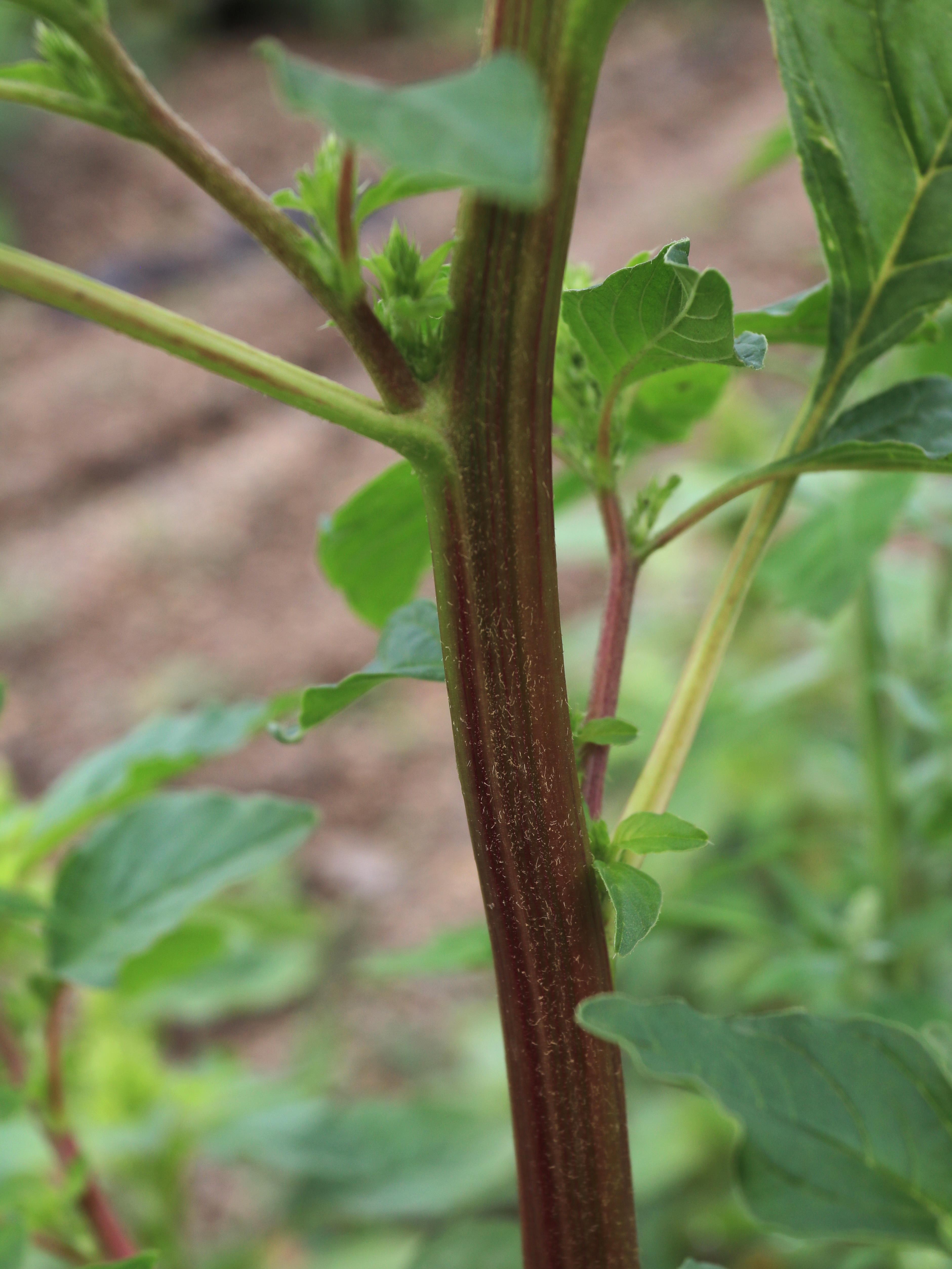 Amarante de Powell(Amaranthus powellii)_15