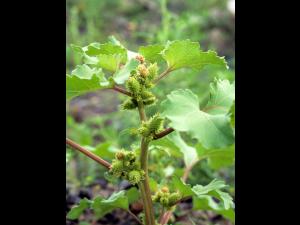 Lampourde glouteron (Xanthium strumarium)_4