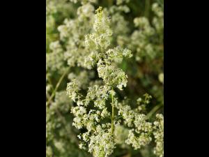 Gaillet mollugine (Galium mollugo)_1
