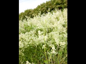 Gaillet mollugine (Galium mollugo)_10