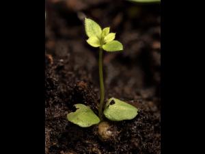 Gaillet mollugine (Galium mollugo)_21