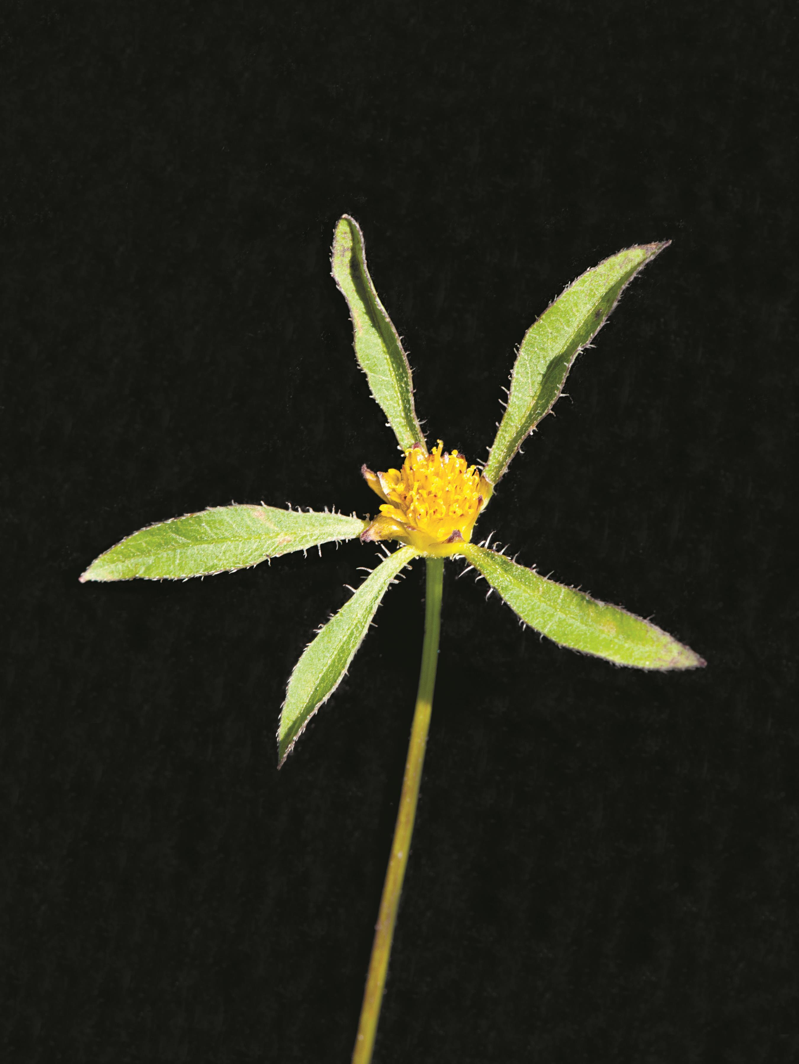 Bident feuillu(Bidens frondosa)_2