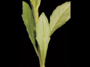 Érechtite feuilles épervière (Erechtites hieraciifolius)_5