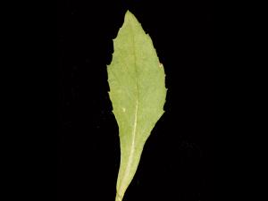 Érechtite feuilles épervière (Erechtites hieraciifolius)_6