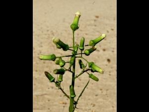 Érechtite feuilles épervière (Erechtites hieraciifolius)_13