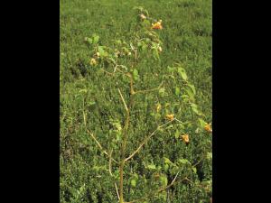 Impateinte du Cap (Impatiens capensis)_1