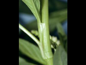 Renouée feuilles patience(Persicaria lapathifolia)_2