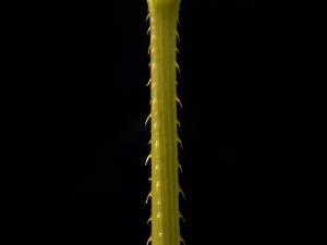 Renouée sagitté (Persicaria sagittata)_12