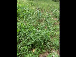 Silène noctiflore(Silene noctiflora)_10