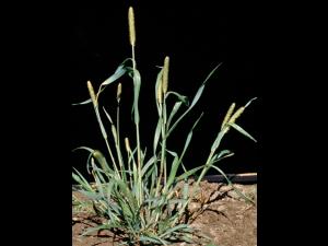 Sétaire glauque (Setaria pumila subsp. pumila)_9
