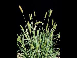 Sétaire verte (Setaria viridis)_2