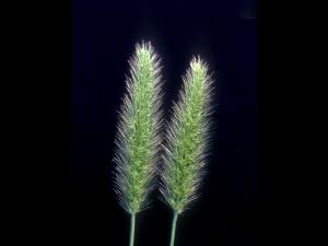 Sétaire verte (Setaria viridis)_4