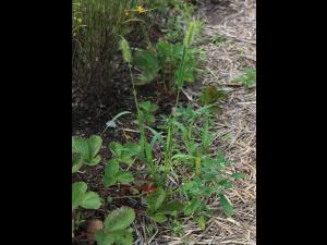 Sétaire verte (Setaria viridis)_14