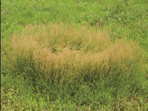 Petite oseille (Rumex acetosella)_12