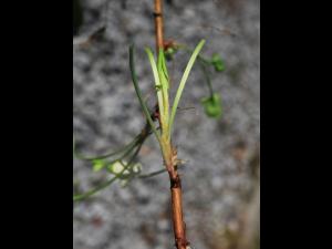 Petite oseille (Rumex acetosella)_24