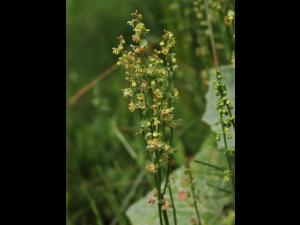 Petite oseille (Rumex acetosella)_27
