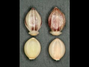 Ériochloé velue (Eriochloa villosa)_2