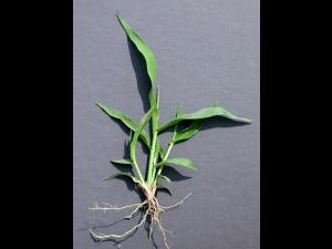 Ériochloé velue (Eriochloa villosa)_14