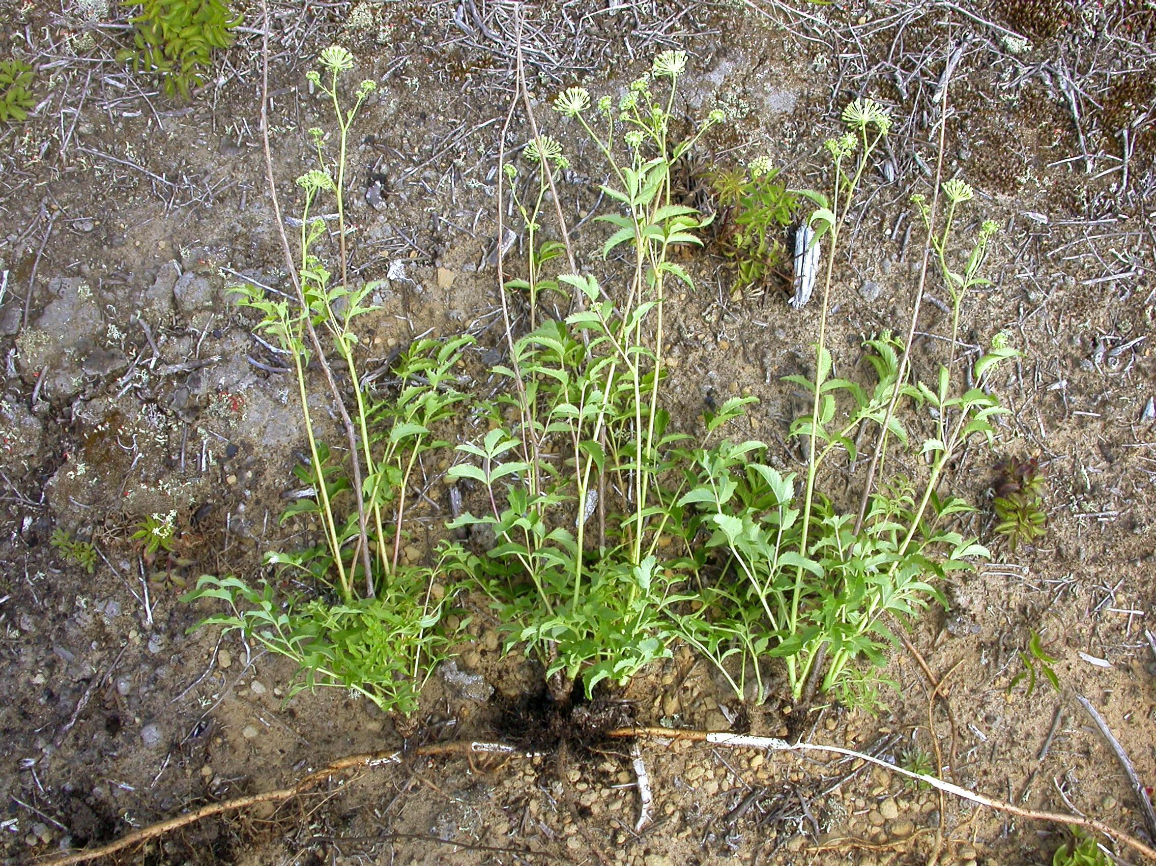 Aralie hispide(Aralia hispida)_11