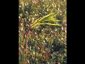 Épilobe feuilles étroite (Chamaenerion angustifolium)_6