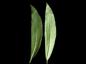 Épilobe feuilles étroite (Chamaenerion angustifolium)_10