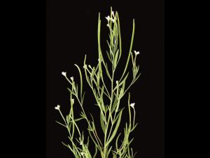 Épilobe leptophylle (Epilobium leptophyllum)_5