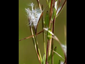 Épilobe glanduleux (Epilobium ciliatum subsp. glandulosum)_11