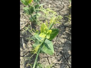 Pois - glyphosate (sel de potassium) (9)_1