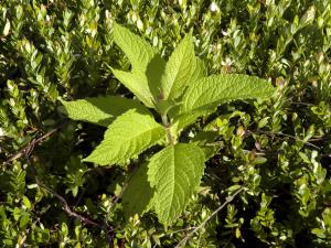 Eupatoire maculée (Eutrochium maculatum var. maculatum)_6